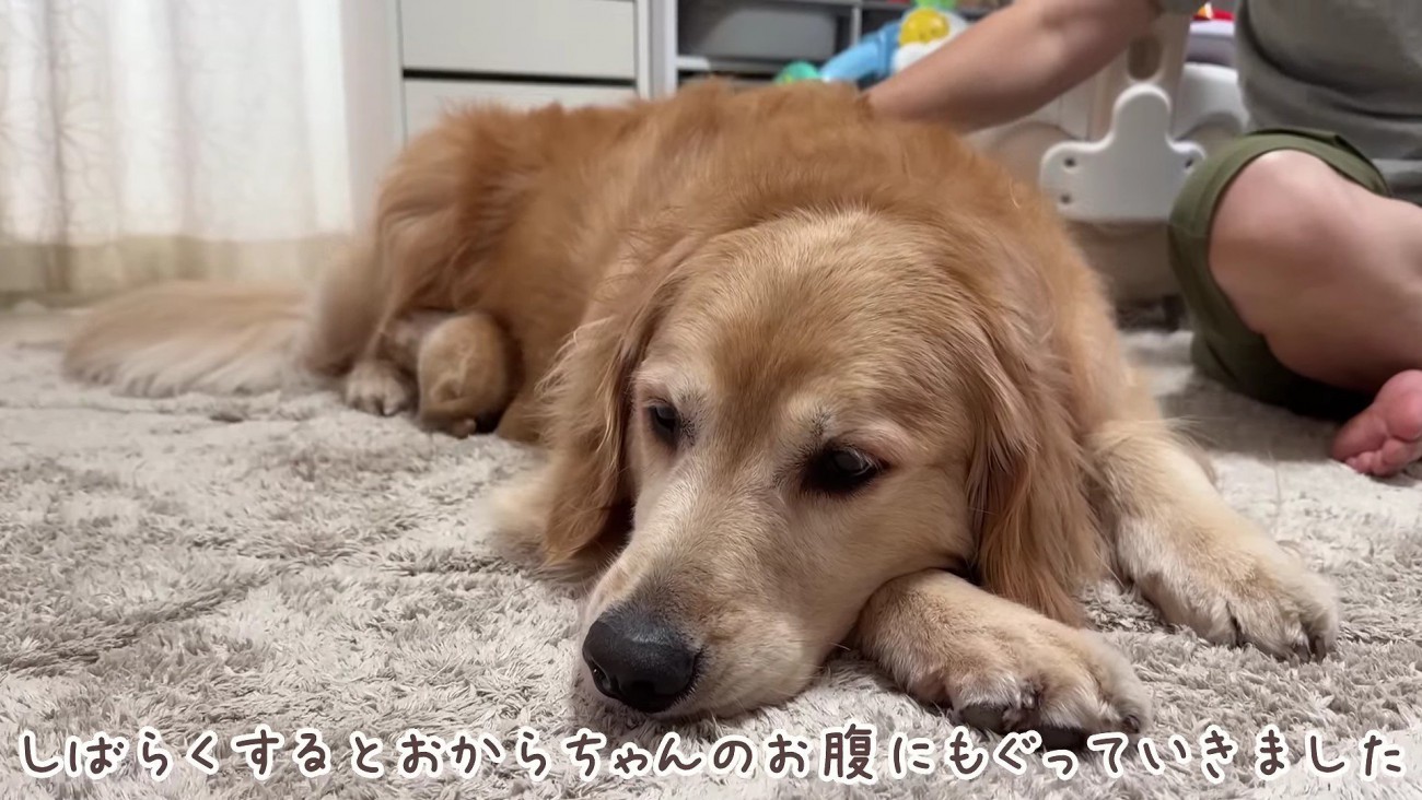 子猫がおからちゃんのお腹へ