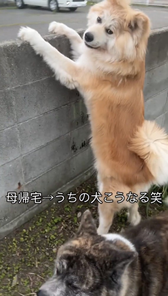 前脚を塀にかける犬