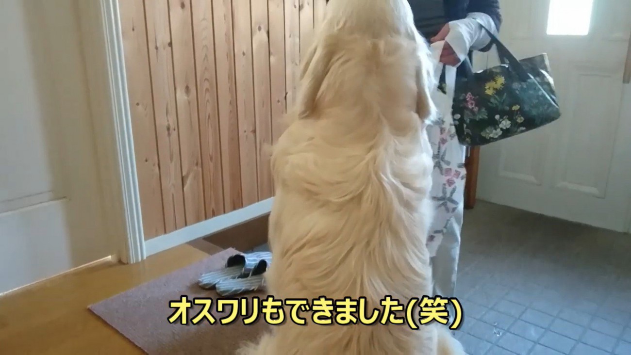 指示に従ってお座り