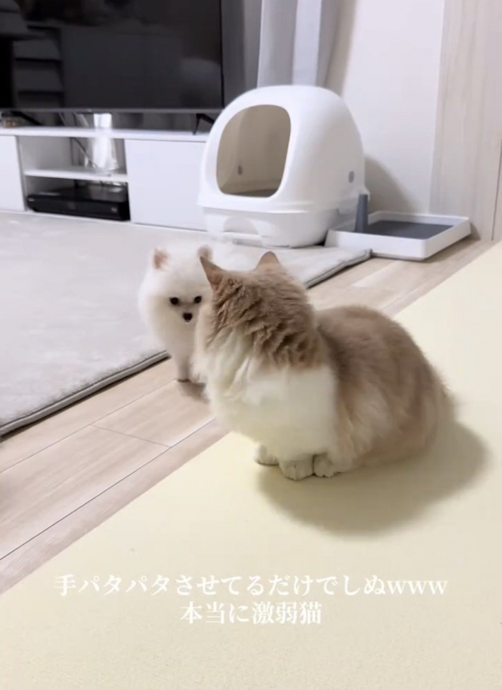 向かい合う犬と猫
