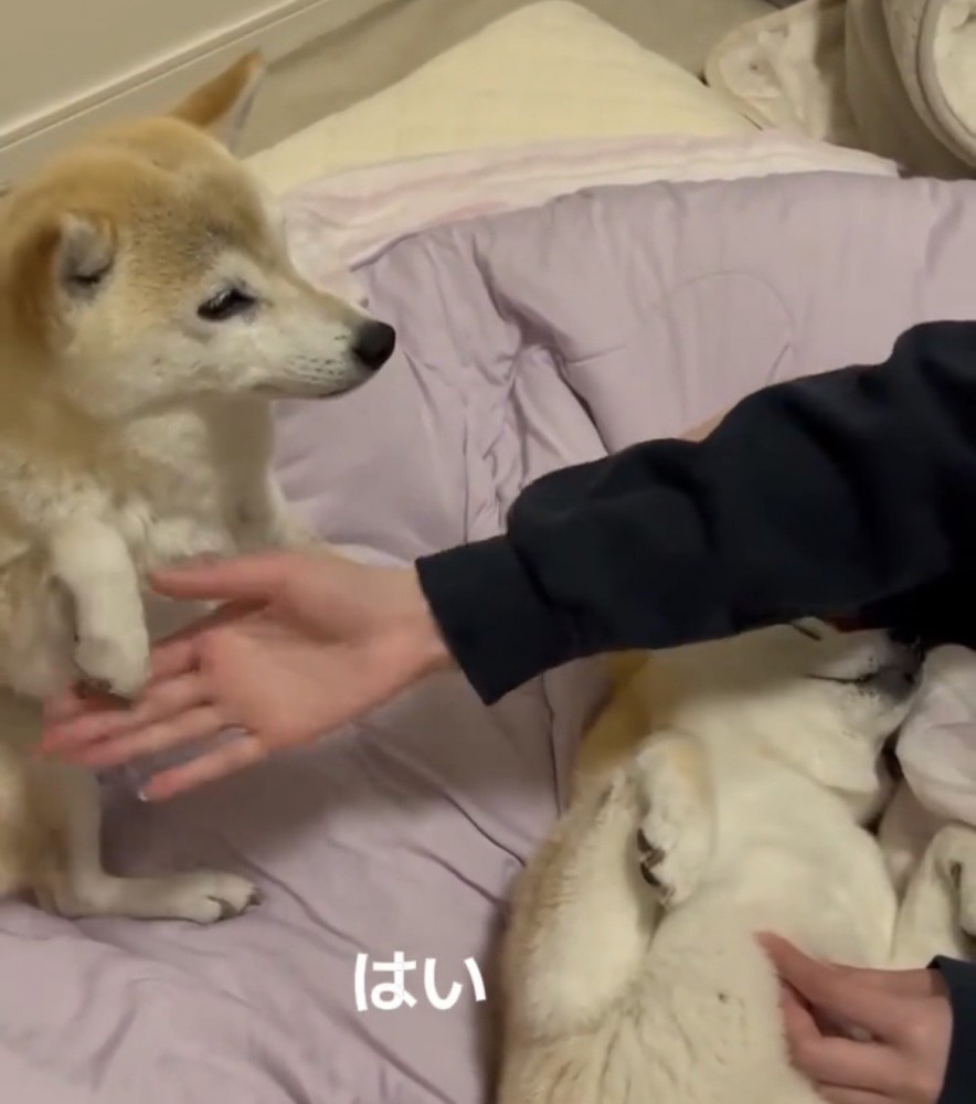 前脚を引っ込める犬