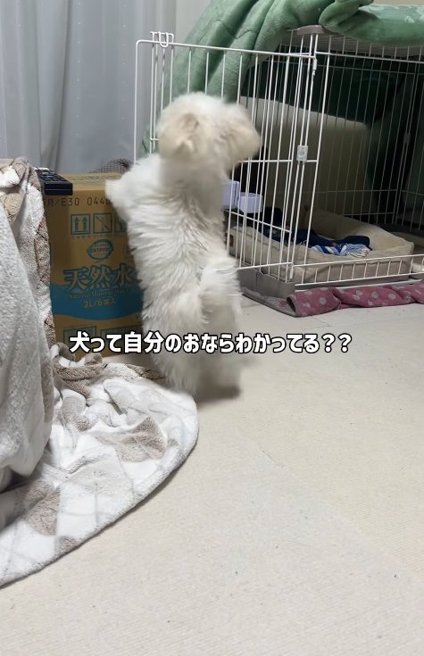 ウロウロしている小型犬