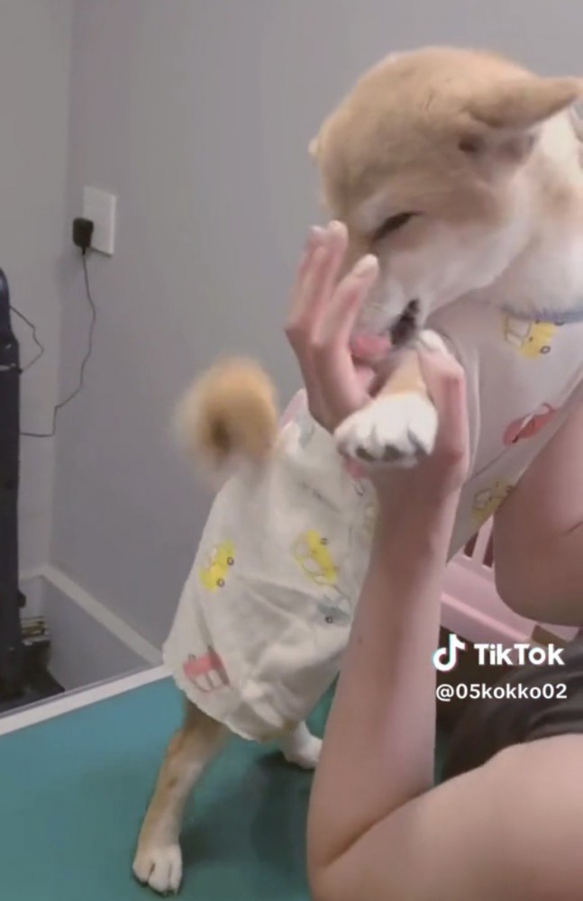 人の手をぺろりと舐める犬