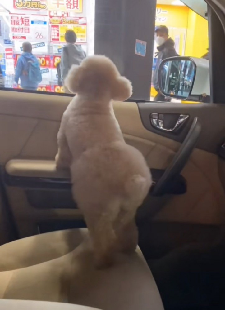 車でお迎えに来た犬