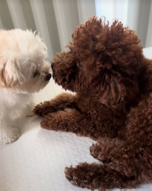 遊びに誘う妹犬