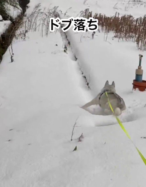 ドブにはまっちゃった！！