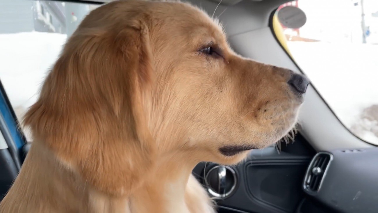 るこる君に「大人しくして」とお願い中