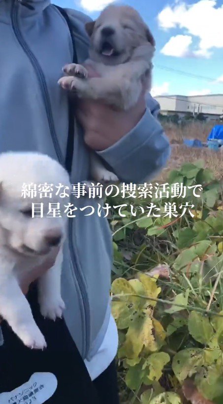 保護されて腕に抱えられる2匹の子犬