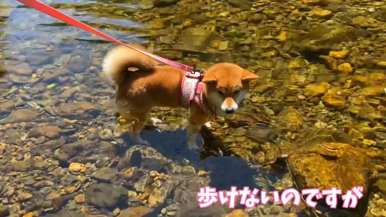 立ち止まってしまいました