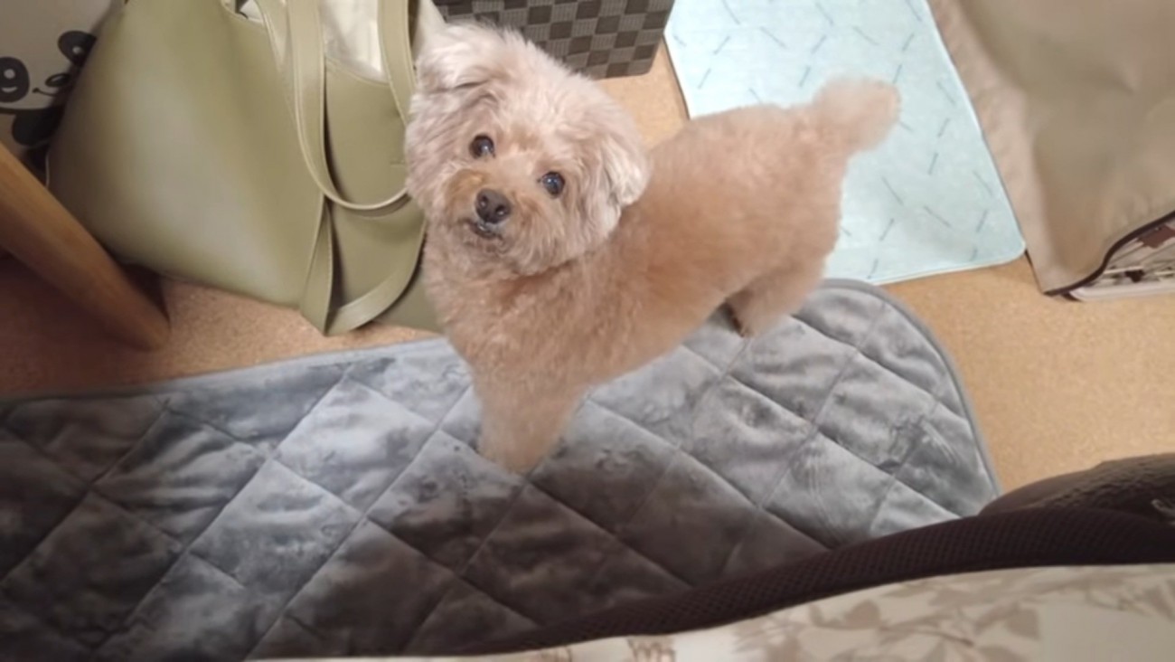 ママを見る虎太郎くん