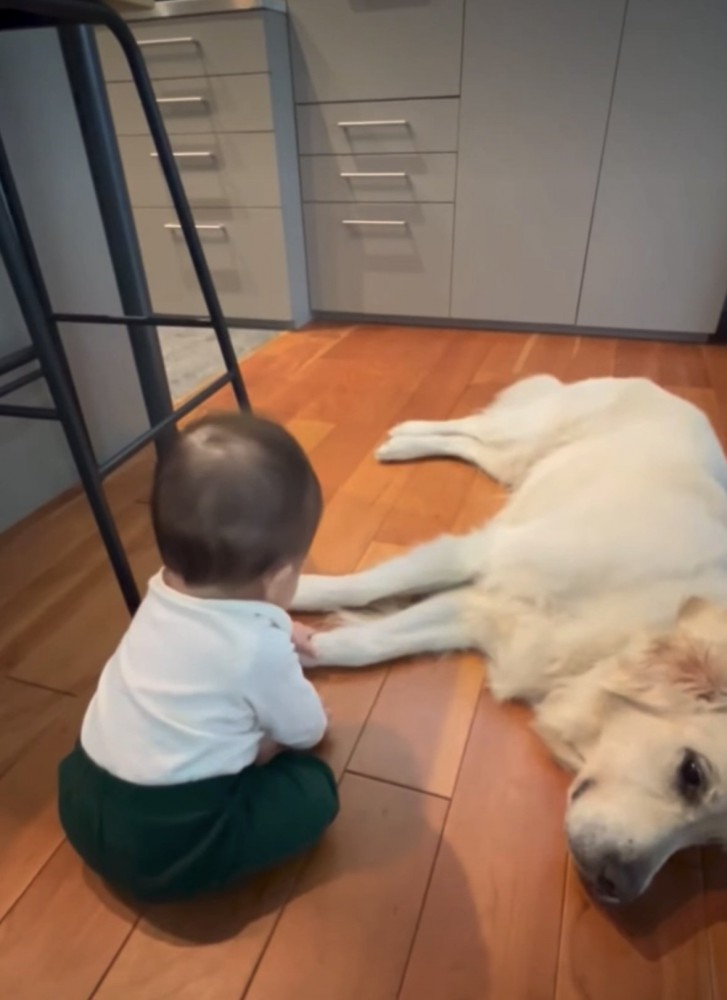 横になる犬と赤ちゃん