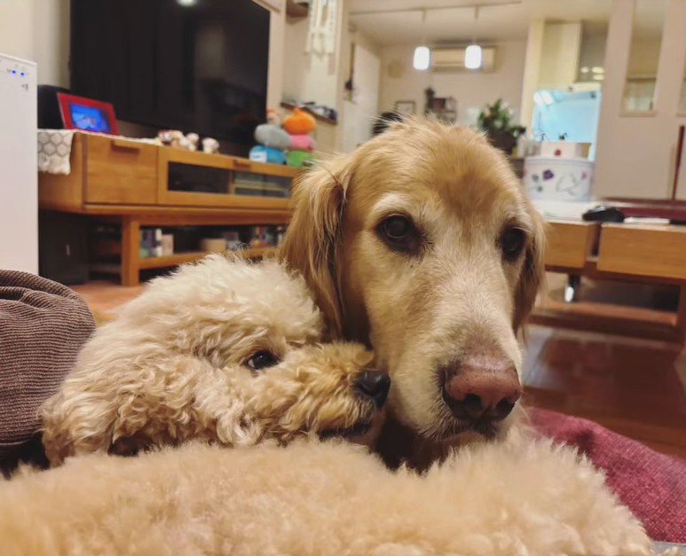 ビスコくんとピノちゃん2