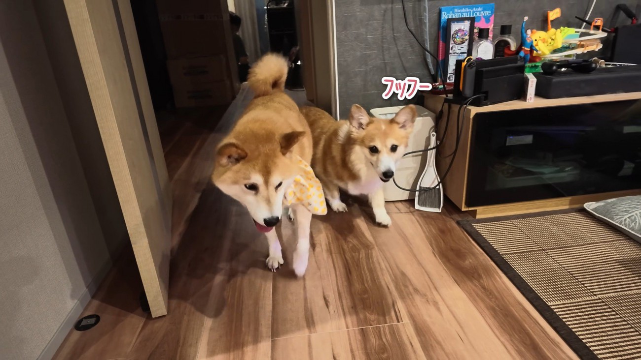 先にお散歩に行ったらご機嫌に♪