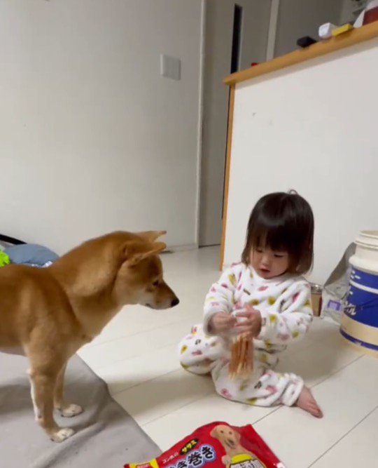 袋の中から犬のおやつを取り出そうとする女の子