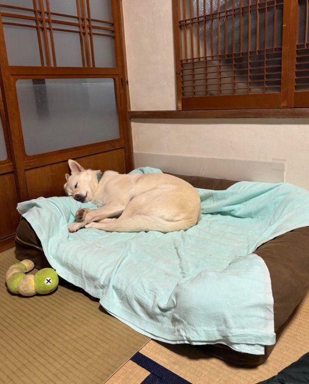スヤスヤ寝る立ちゃん