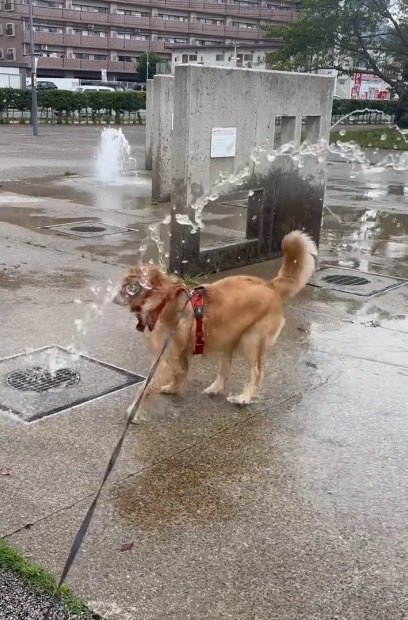 水がかかるラニーちゃん