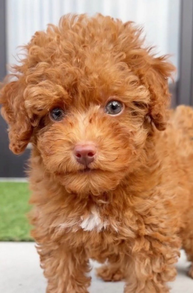 カメラを見つめる子犬