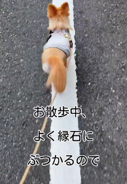 お散歩中の歩き方がおかしい…