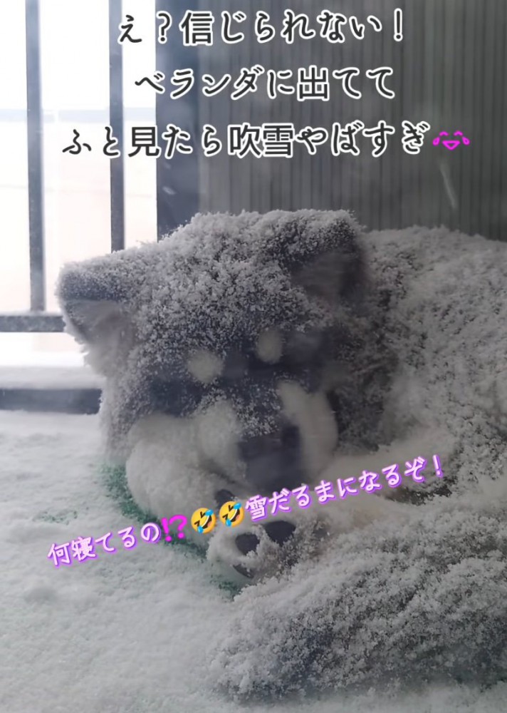 吹雪の中眠る子犬