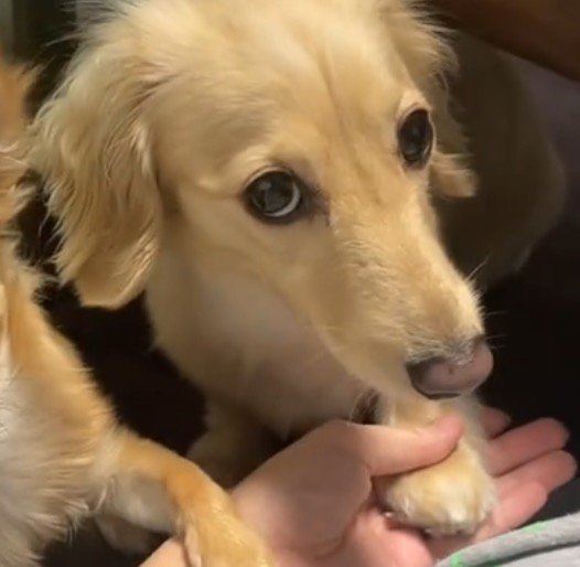 飼い主の手に前足を置いて、飼い主を見上げるミニチュアダックスフンド