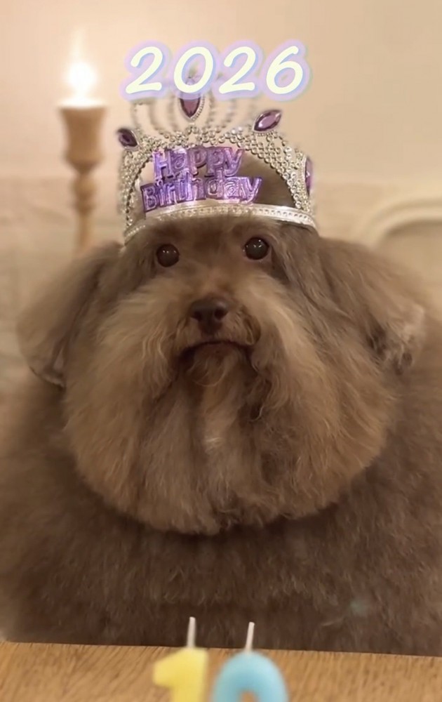 ティアラ姿の犬のアップ