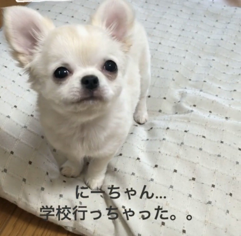 上を見つめる犬