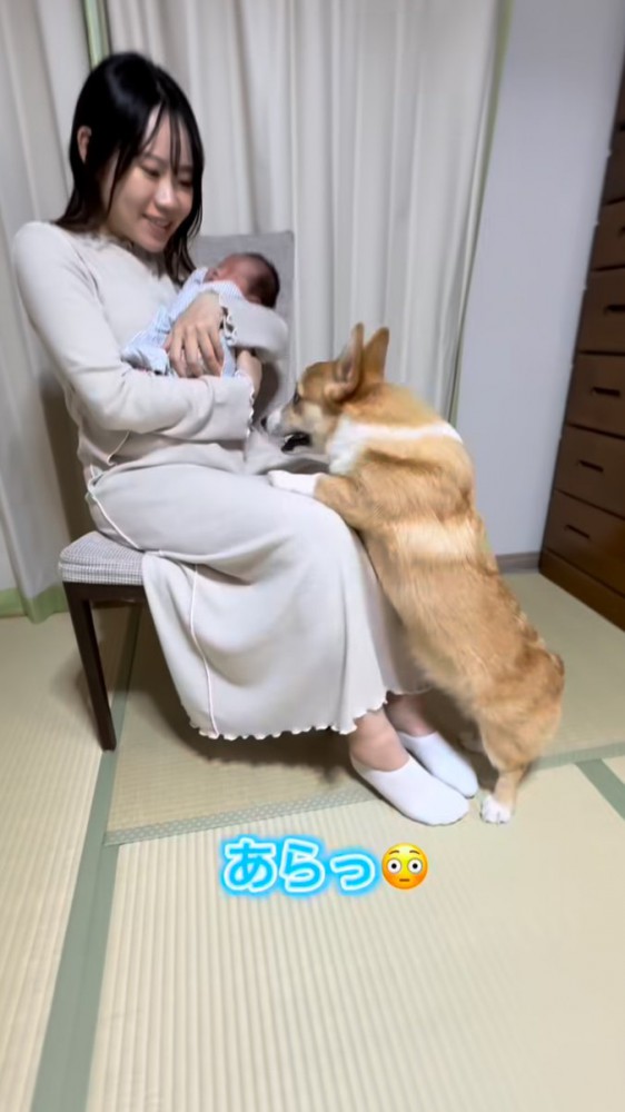 赤ちゃんを抱くママさんの膝に乗り出すコーギー