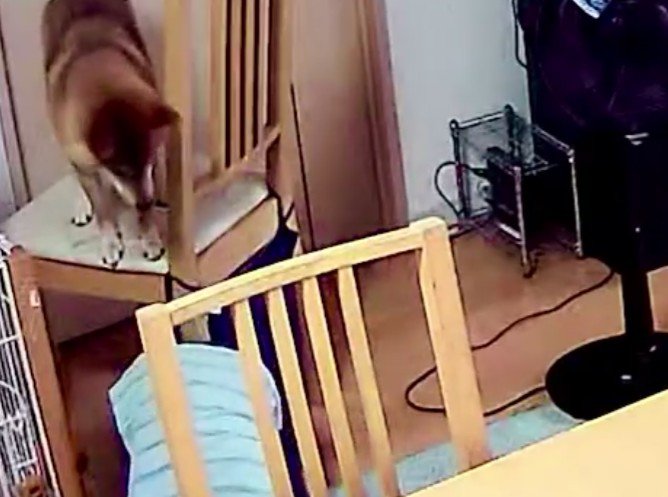 むぎまるちゃんの踏み台に！！