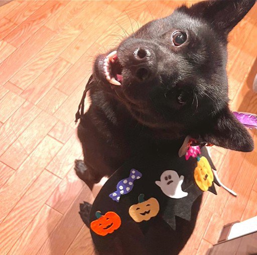 母作の衣装を着る信玄くん3