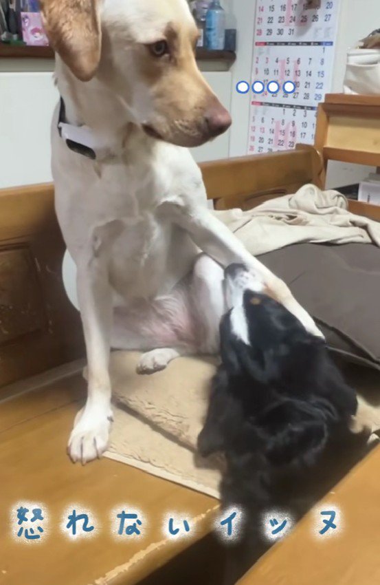 怒れないひまわりちゃん