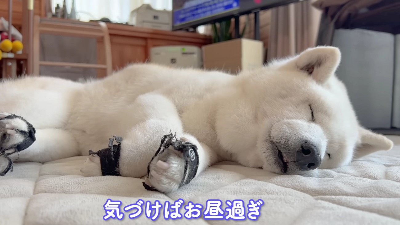 心地よさそうに二度寝へ