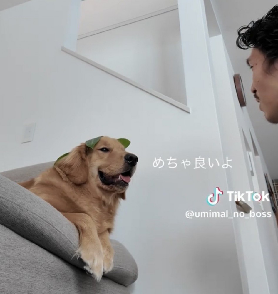 にっこり笑う犬