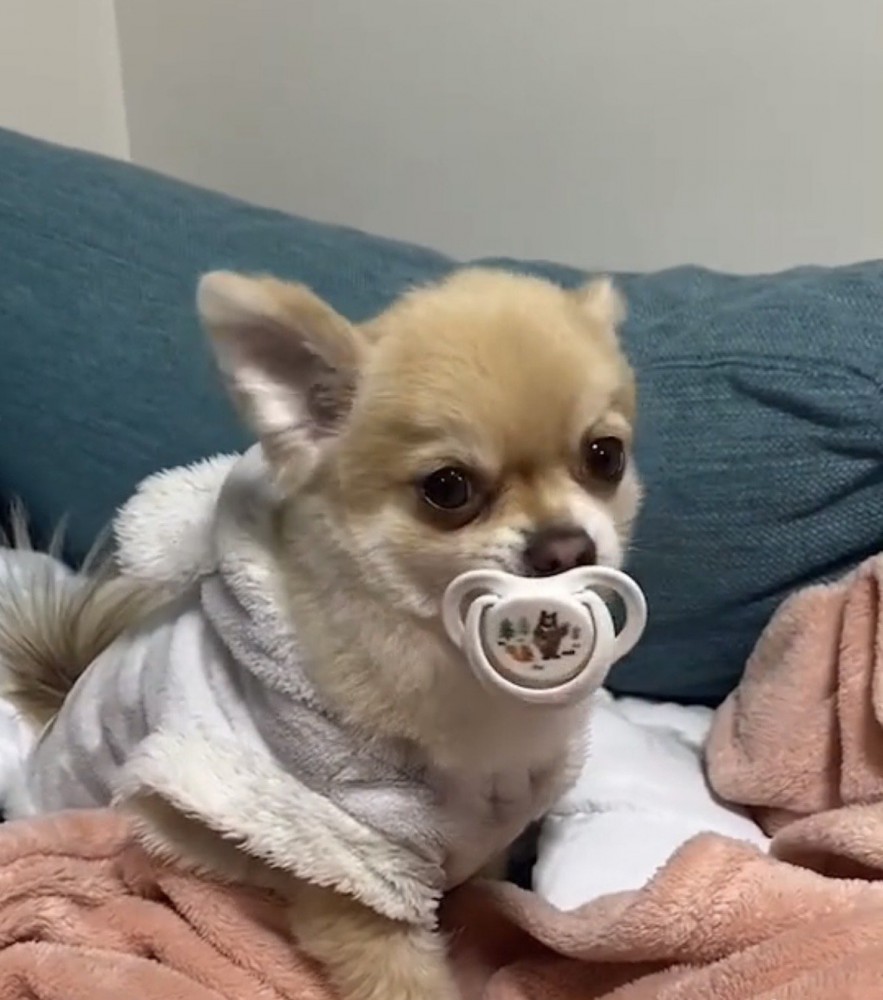 おしゃぶりを離さない犬