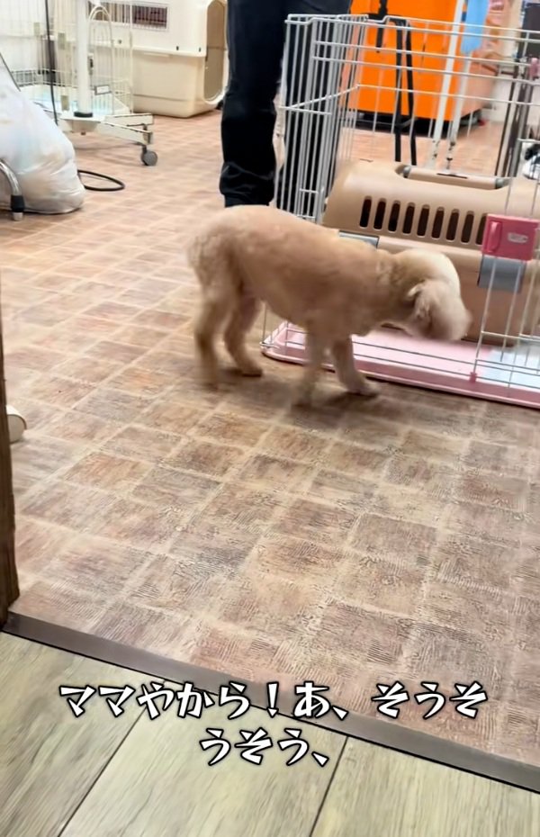 ケージに入っていくモカちゃん