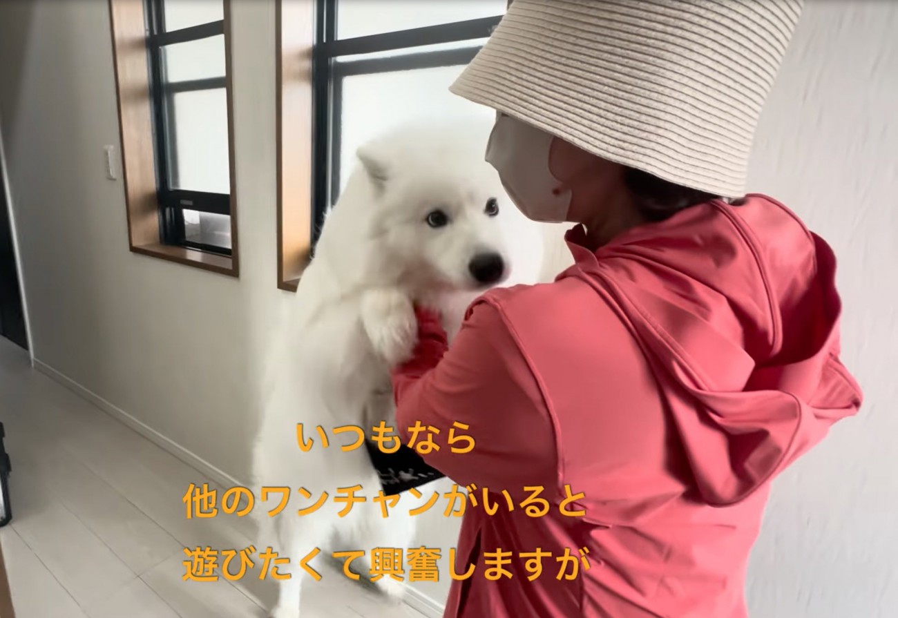 飼い主を見つめるセブンちゃん