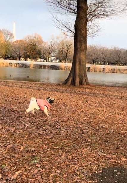 飼い主さんを見る鱈ちゃん