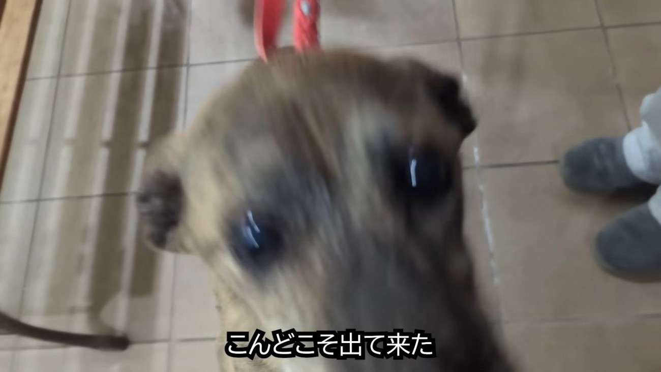 まずはパパさんに飛びついて…
