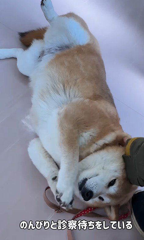 動物病院に来た3匹の柴犬⑩