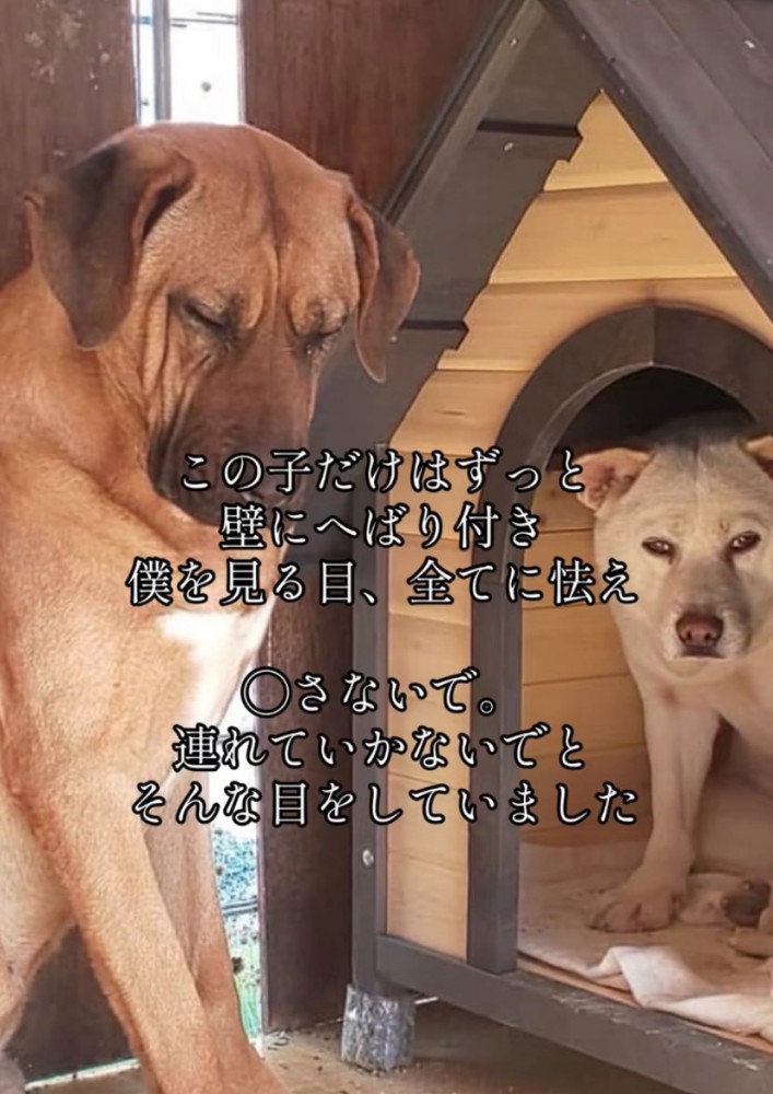 怯えた様子の犬