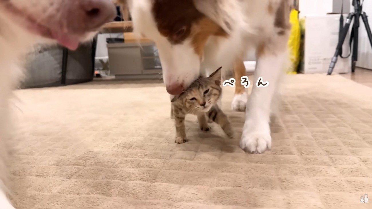 ワンコたちと子猫の再会4