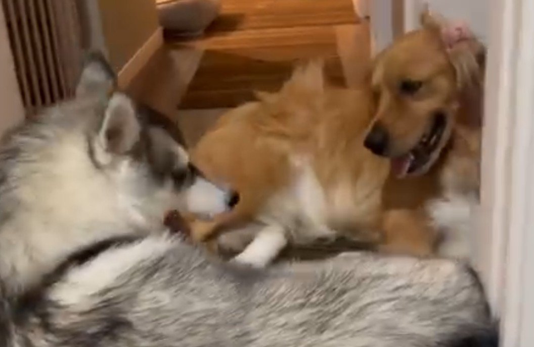 ちょっぴり抗議の視線