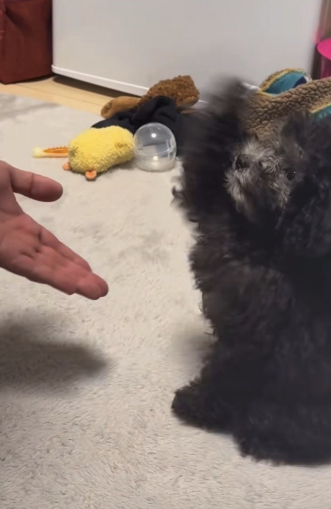 横から見たお手