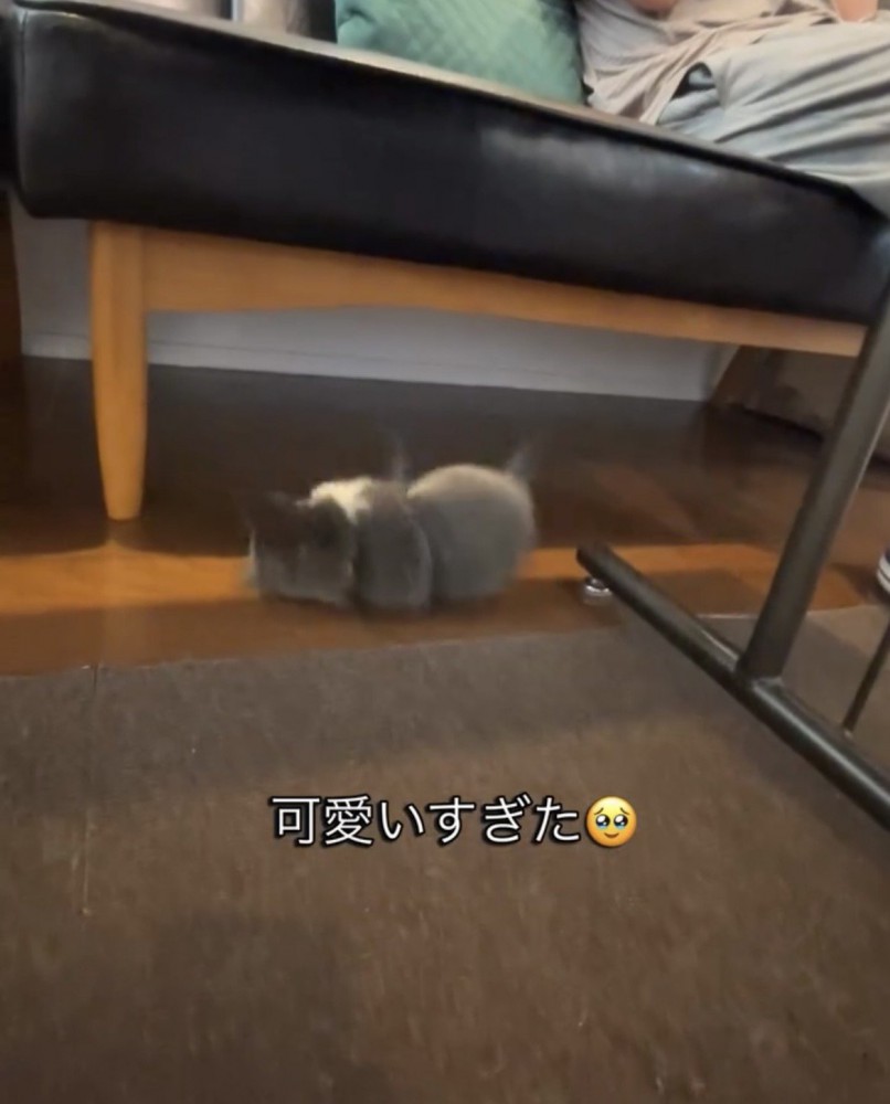 ソファの下へ転がる犬