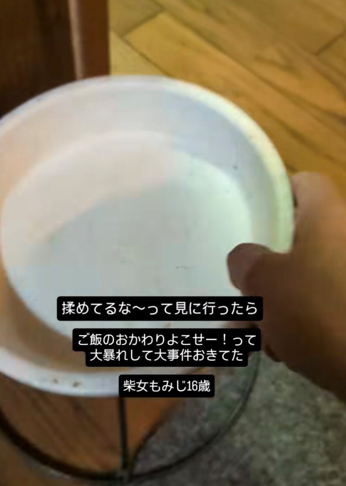 もみじちゃんの頭にハマっていた台とご飯のお皿