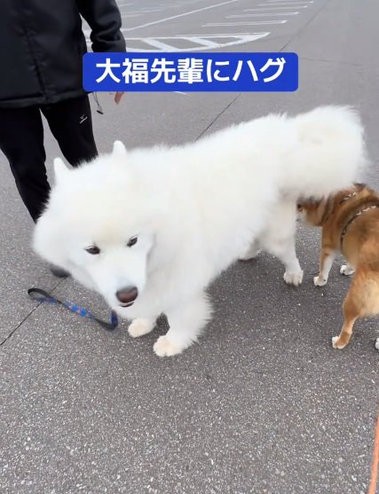 大福先輩とぽんたくん