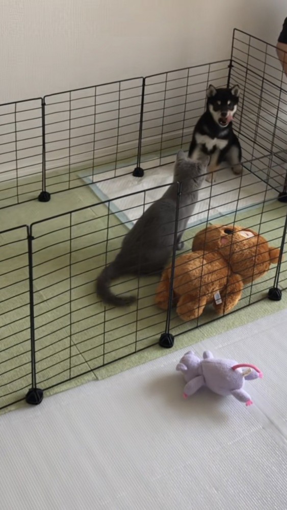 角に追いやられてあくびをする豆柴