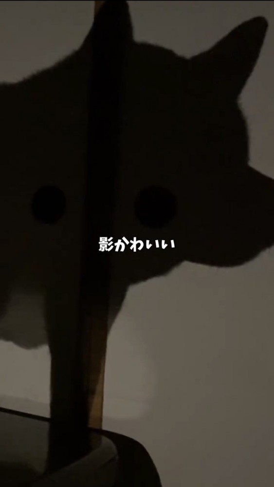 壁に映る犬のシルエット