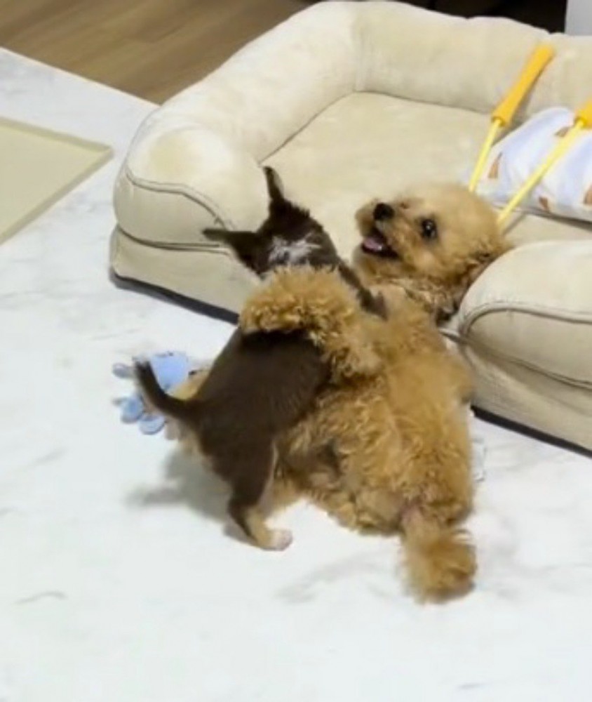 じゃれ合う2匹の犬