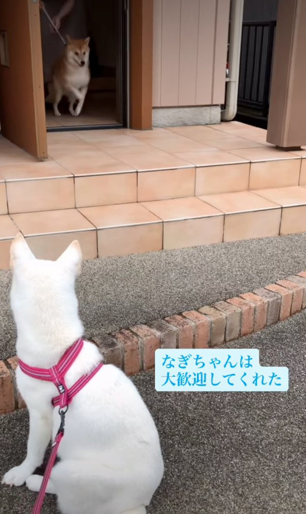 玄関から出てくる犬