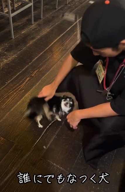 転がり始めるオレオちゃん